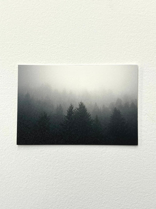 A postcard with a photograph trees in a thick fog. The trees in the foreground are a dark grey-blue and they fade to white in the background.