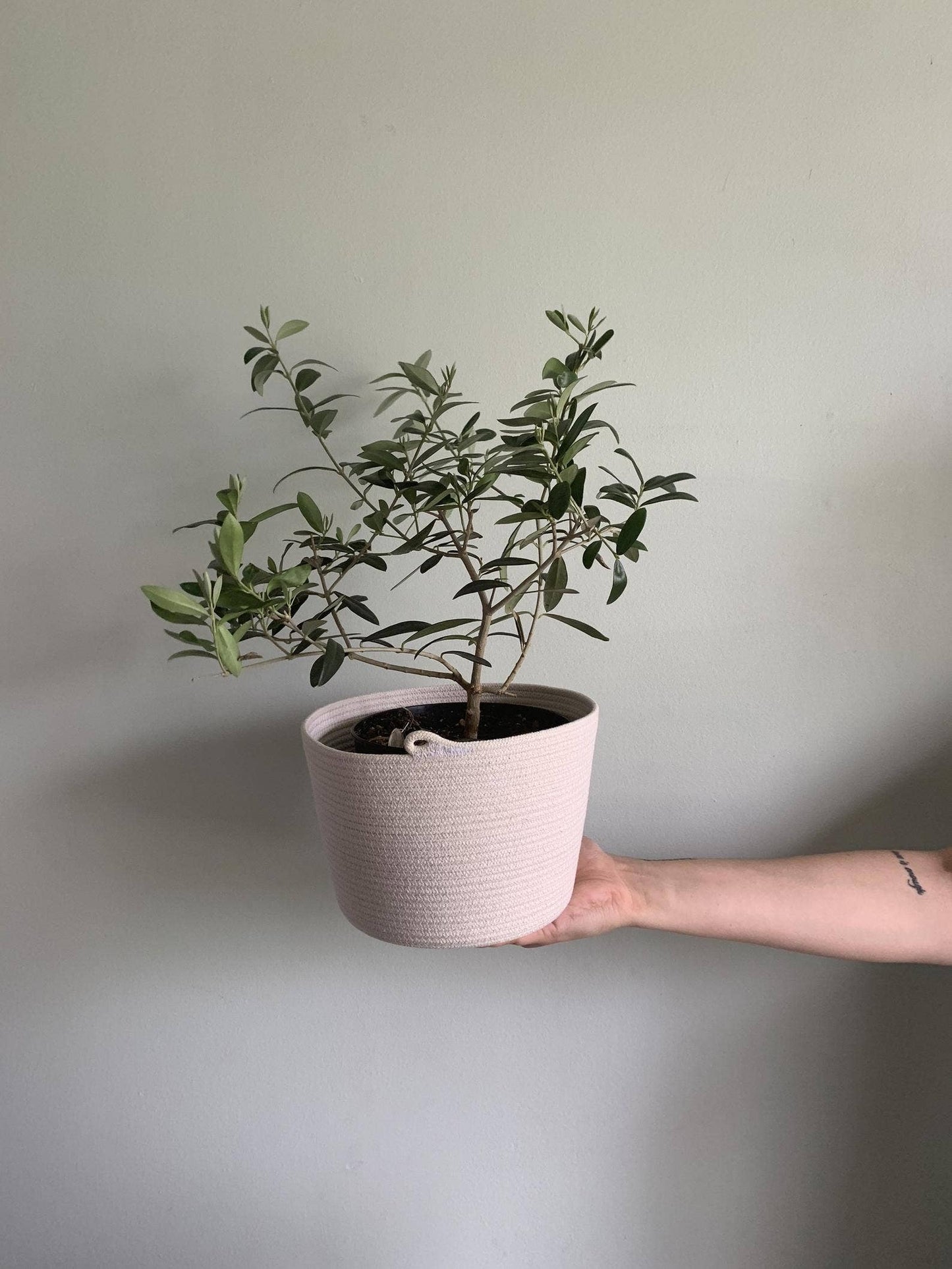 ROPE PLANTER
